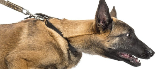 Why Harnesses are the Smart Choice for Dogs: An In-Depth Look at the Benefits of Using a Dog Harness Over a Collar