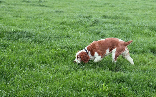 Why do Dogs Sniff?