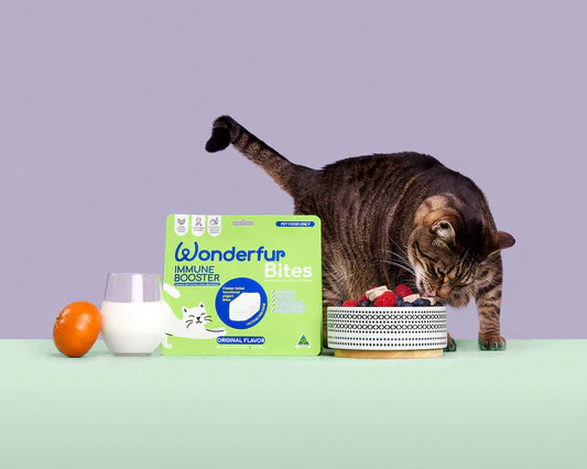 Immune Booster for Cats