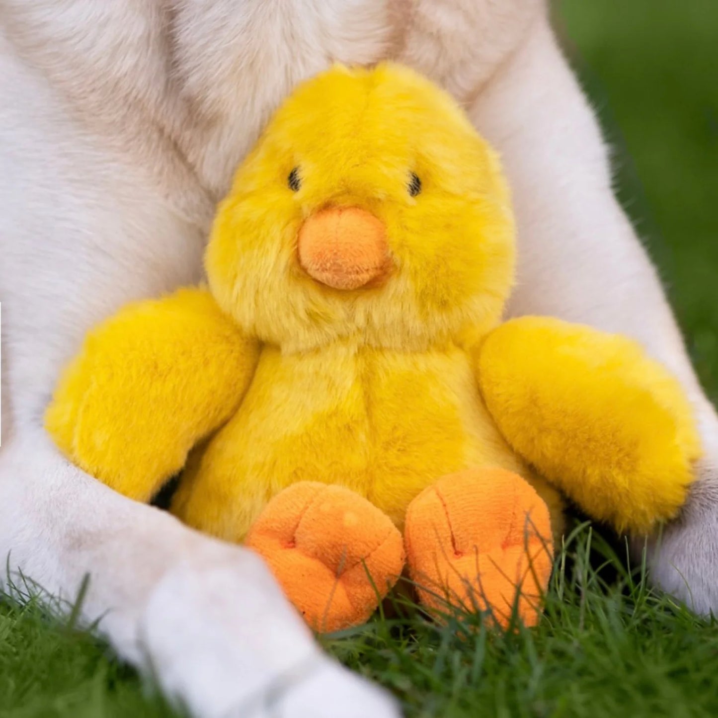Howie Duck