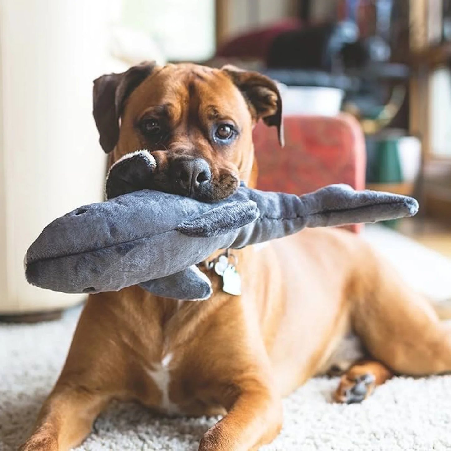 Mac the Shark