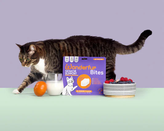 Senior Support for Cats