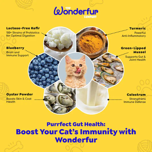 Immune Booster for Cats