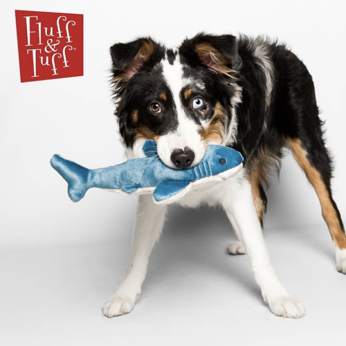 Tank The Shark