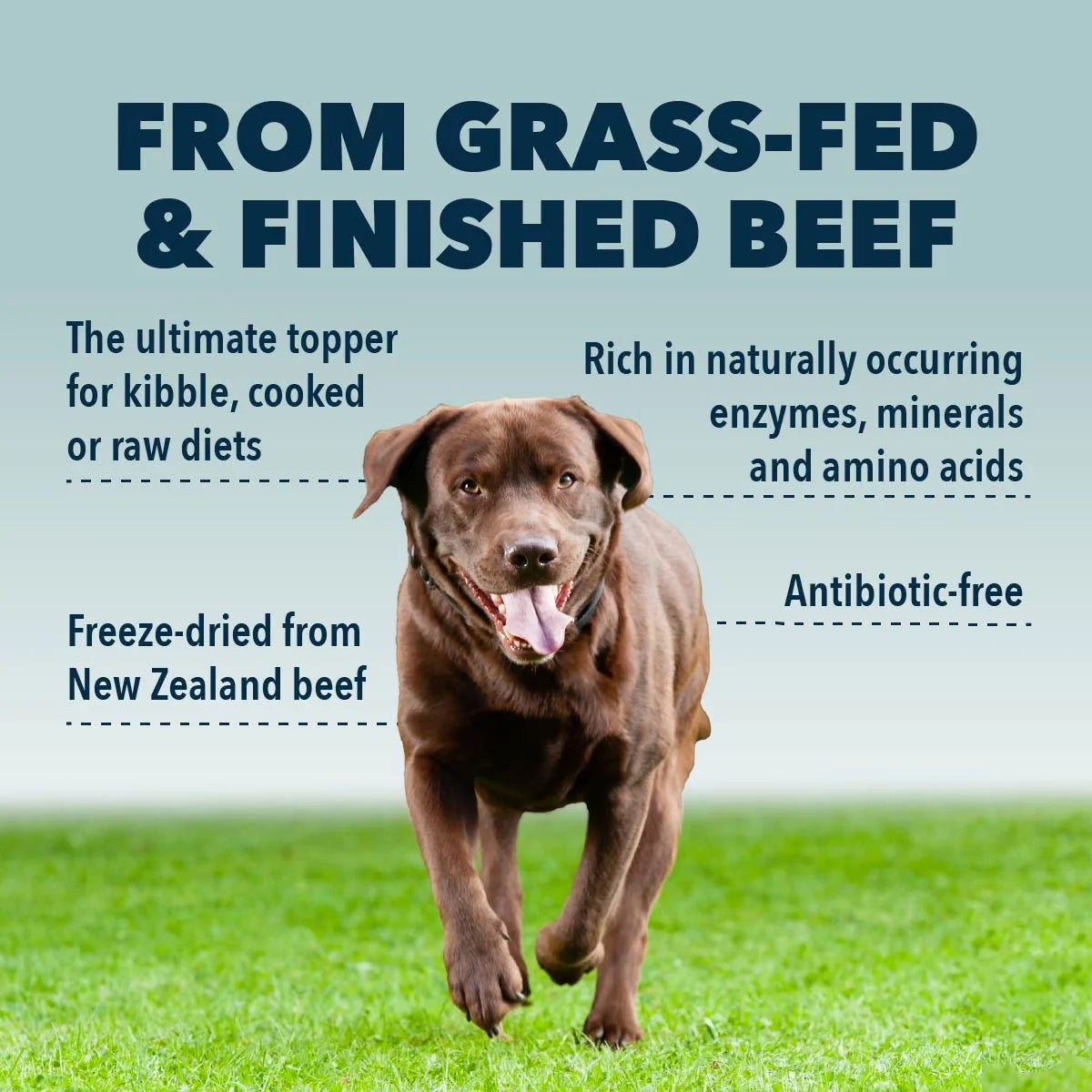 Guts & Glory- Grass-Fed Organs For Dogs