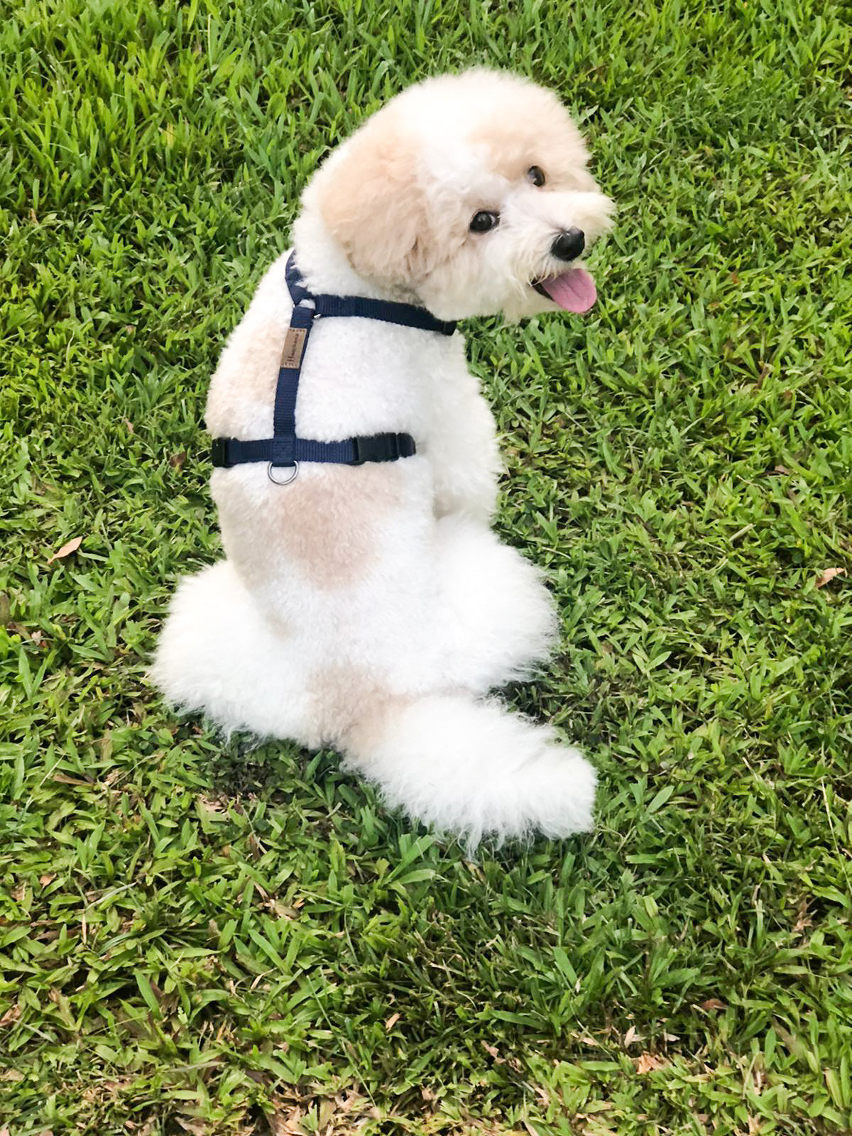 Haqihana Blue Harness