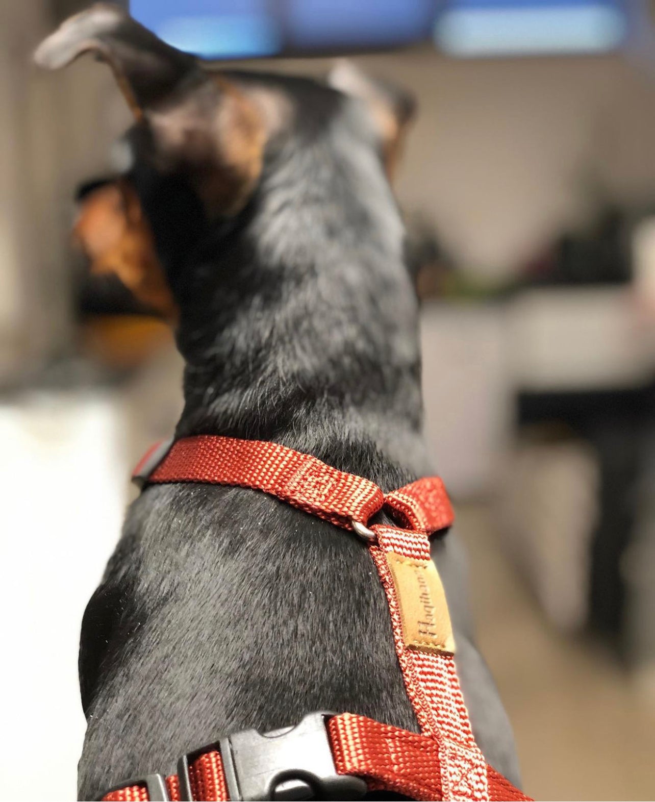 Haqihana Wine Harness