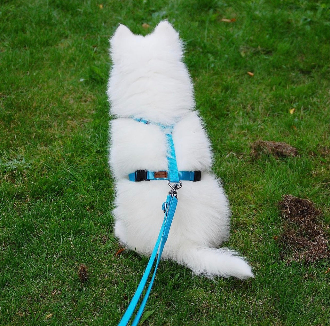 Haqihana Arctic Harness