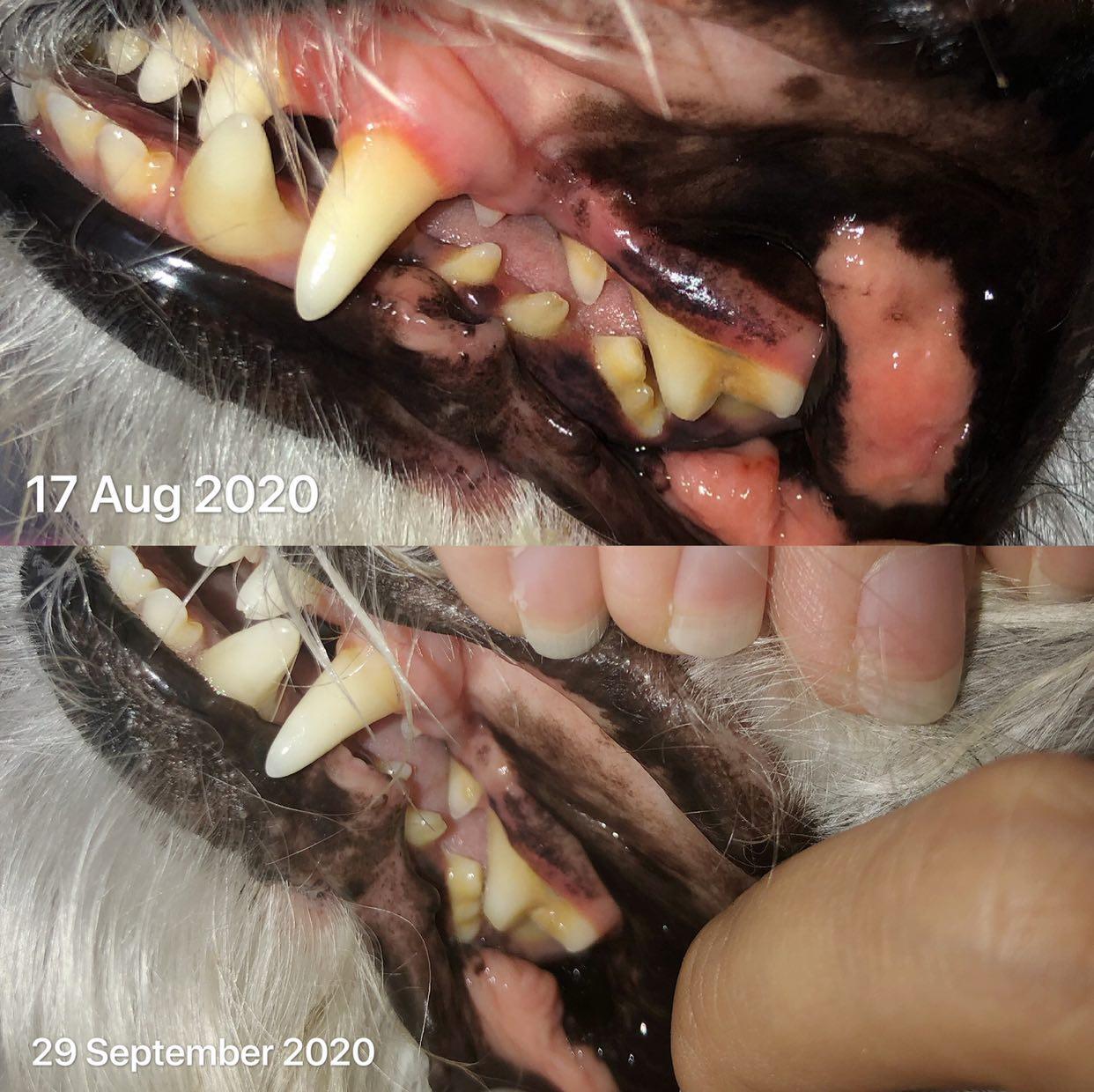 Canine Oral Spray