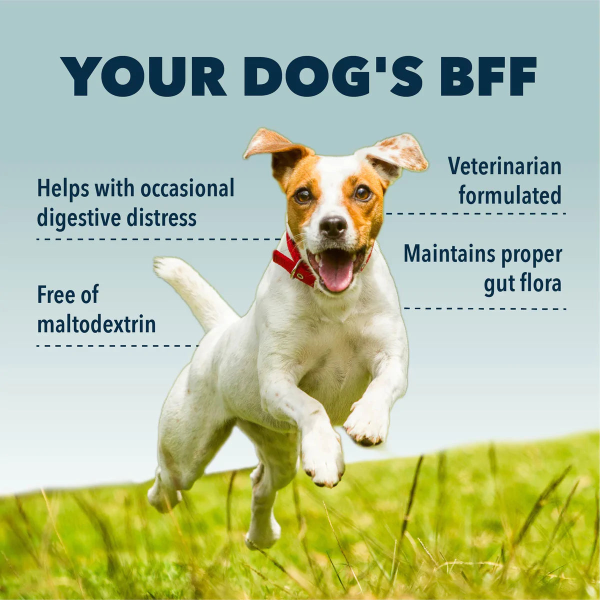 Bifido For Fido - Immediate Support For Digestive Distress