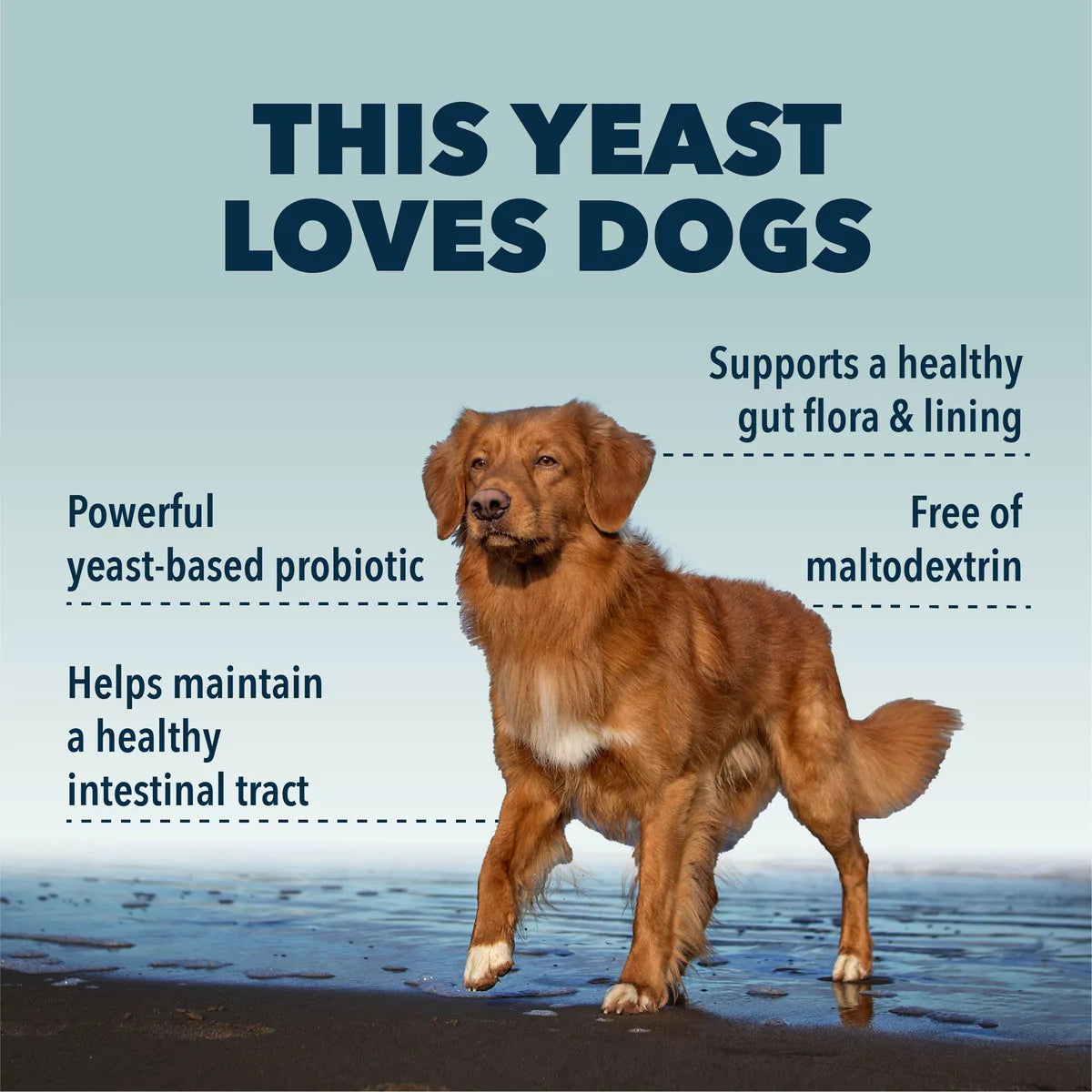 Saccharomyses Boulardii - Manages Gastrointestinal Issues