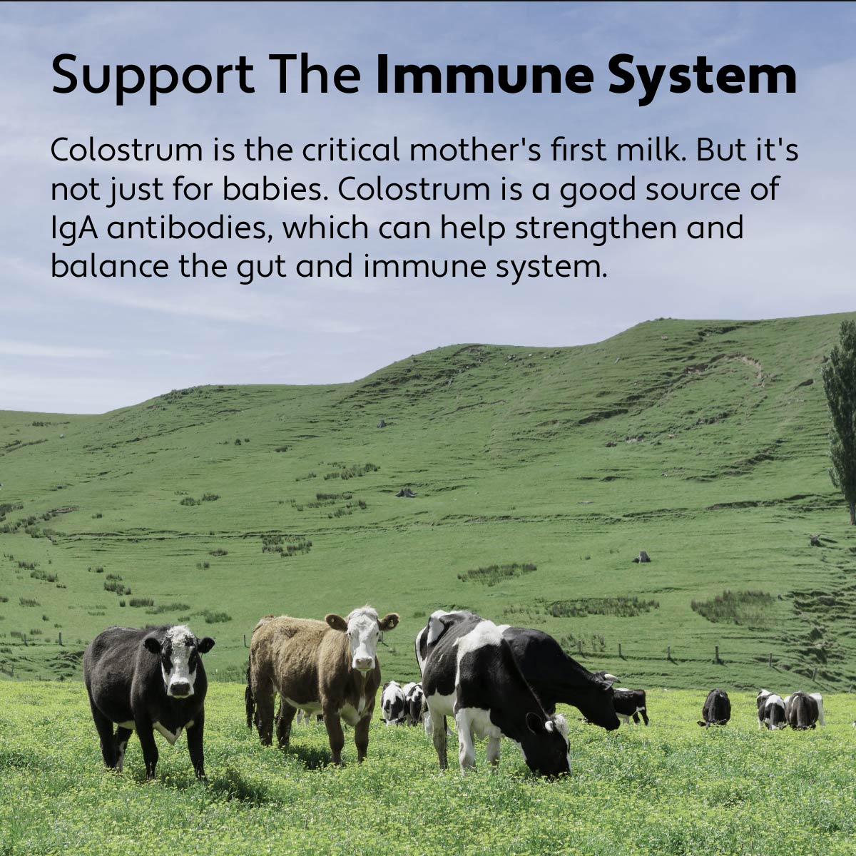 Bovine Colostrum - Healthy Immune Balance