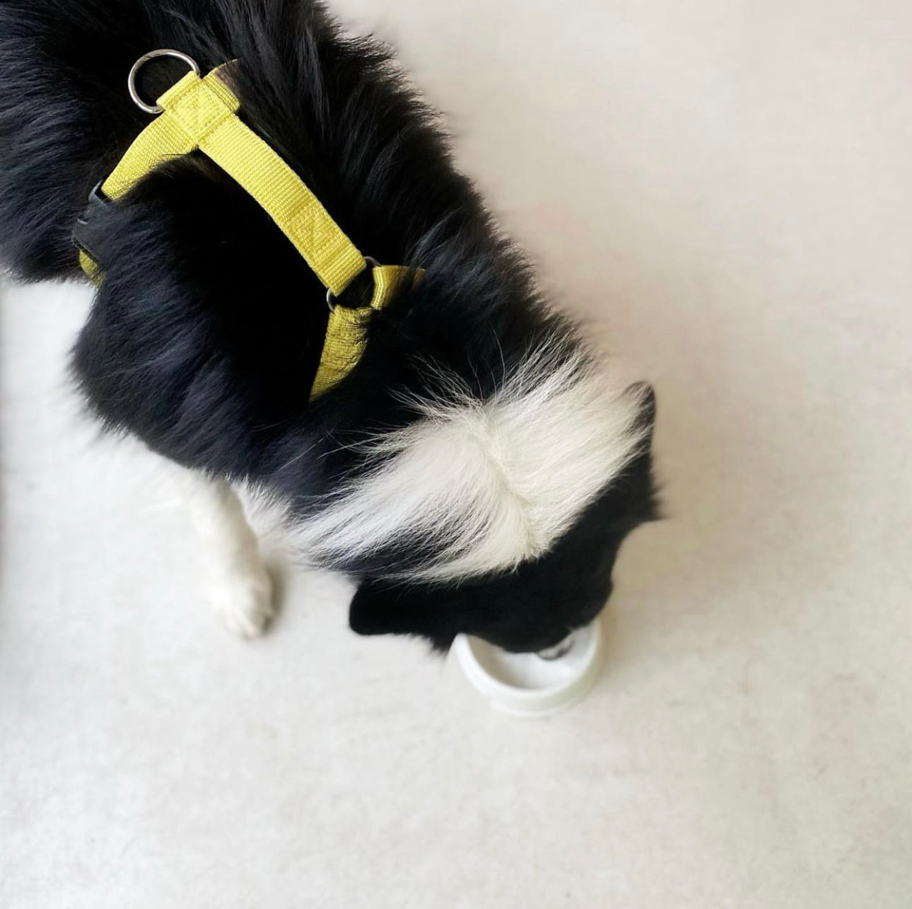 Haqihana Yellow Harness