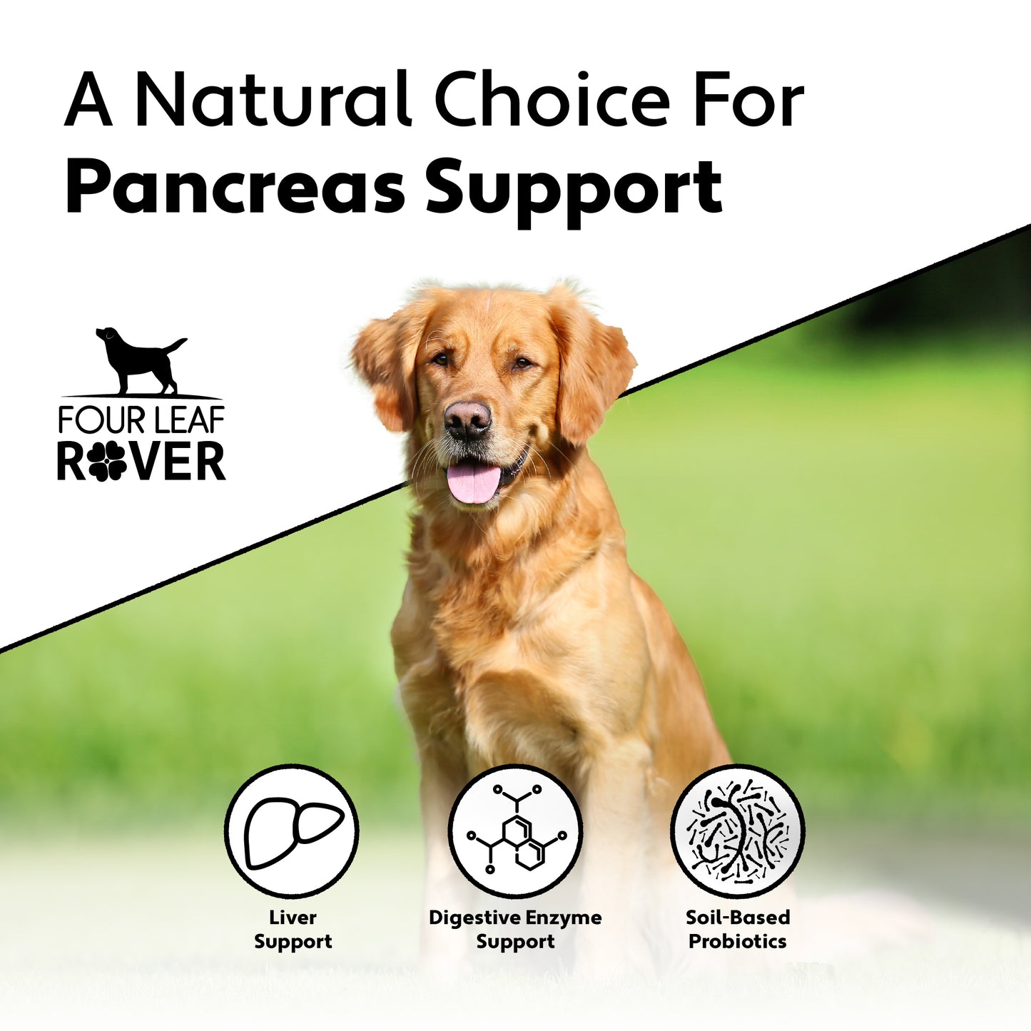 Digest - Supports Normal Pancreas & Organ Function