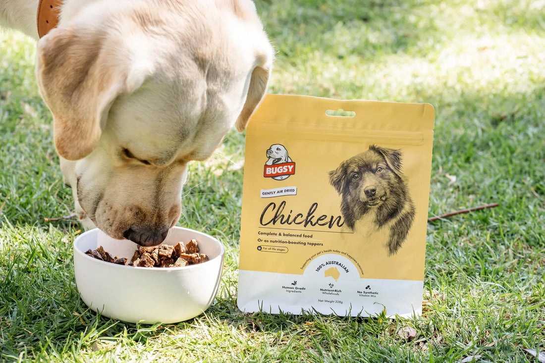 Why More Dog Owners In Singapore Are Choosing Air-Dried Food