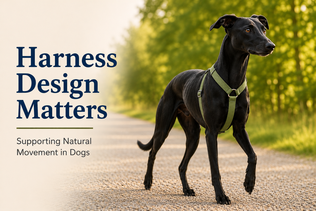 Why Harness Design Matters: Supporting Natural Movement in Dogs