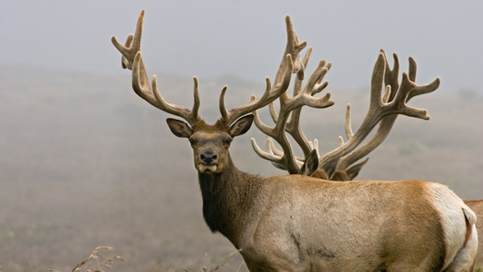 What Is Deer Velvet for Dogs? Benefits & Uses Explained