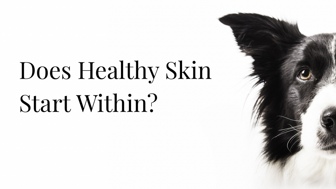 Understanding the Gut-Skin Connection in Dogs