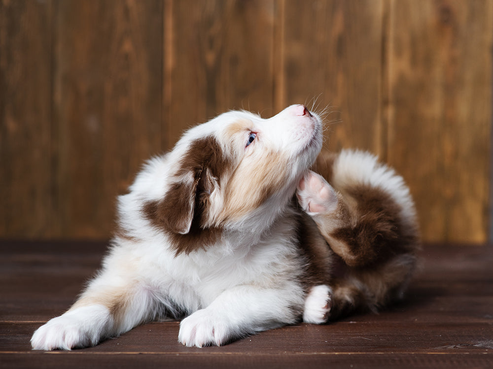 The Truth About Dog Grooming in Singapore: Why Your Dog May Still Be Itchy After Baths