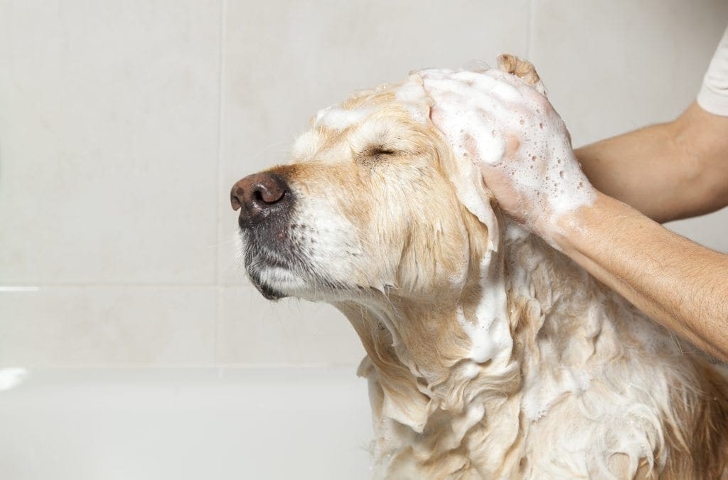 Synthetic Fragrances vs Essential Oils in Dog Shampoos: What Pet Owners Should Know