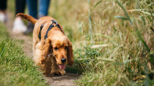Why Do Raw-Fed Dogs Have Smaller Poops?