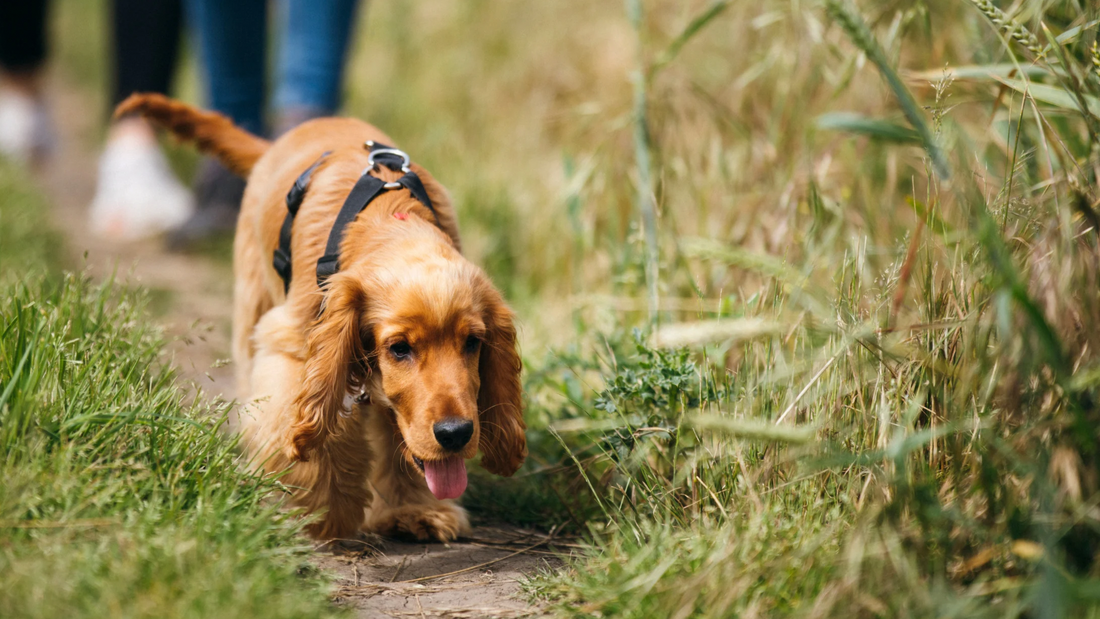 Myth or Truth: Raw-Fed Dogs & Cats Produce Smaller, Firmer Stools?