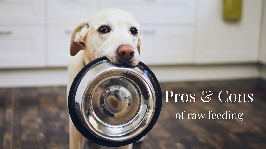 Raw Feeding for Dogs: The Pros, The Cons & What Every Pet Owner Should Know