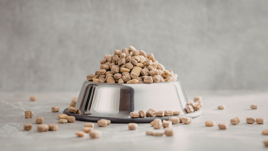 Why Cautious Owners Stick With Kibble