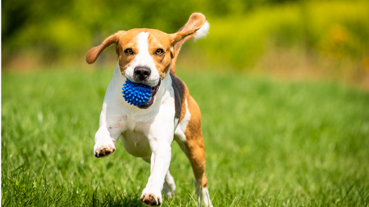 Is Playing Fetch Bad for Your Dog’s Joints?