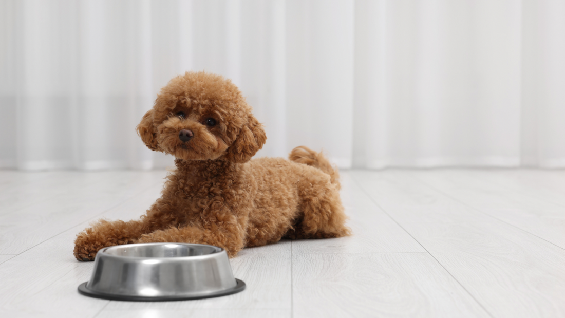 Why Are Some Dogs Picky Eaters? (Hint: It's Usually Not the Dog)