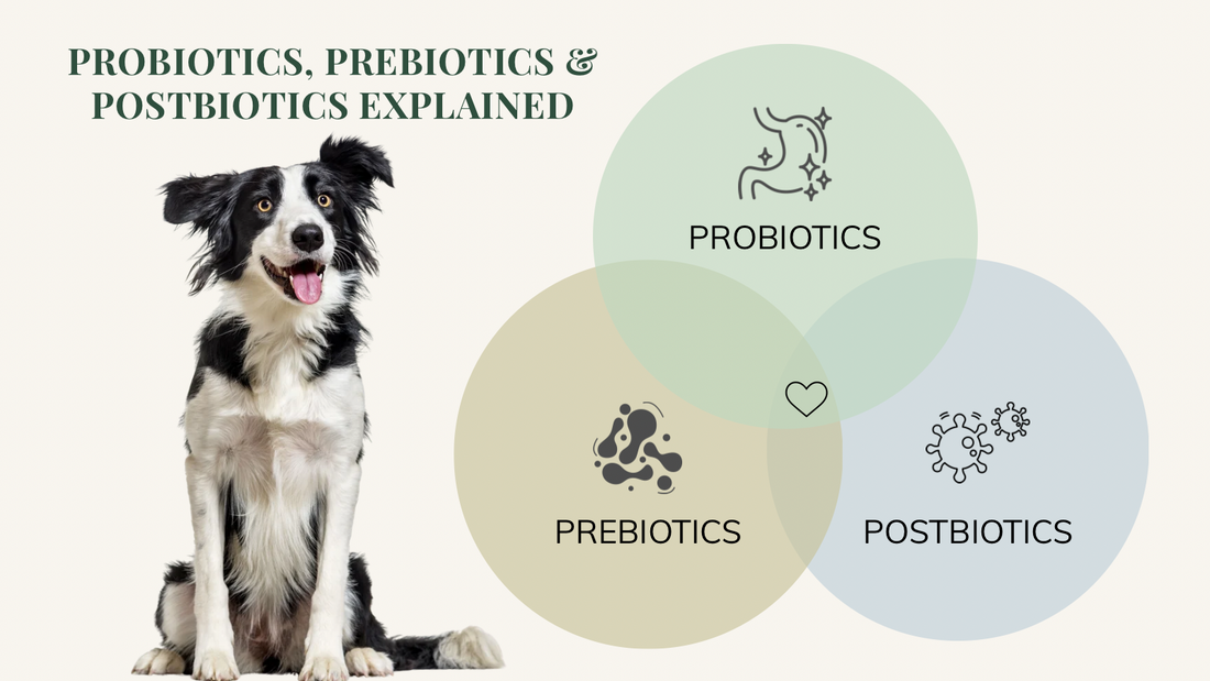 The Complete Guide to Dog Gut Health: Probiotics, Prebiotics & Postbiotics Explained