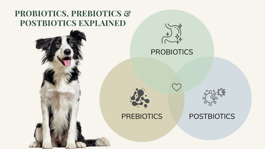 The Complete Guide to Dog Gut Health: Probiotics, Prebiotics & Postbiotics Explained