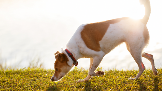 Why Sniffing Matters: The Mental Benefits of Letting Dogs Explore Their World