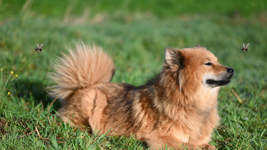 Citronella, Mosquitoes & Heartworm: Why Protecting Your Pet Matters