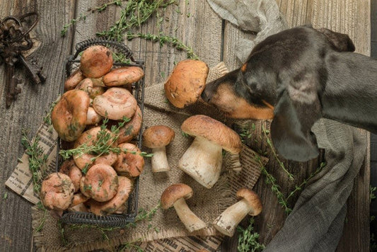 Medicinal Mushrooms for Dogs: Benefits, Uses & How to Choose the Right One