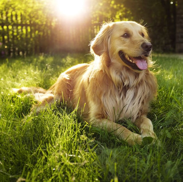 6 Ways To Manage Ageing Dogs