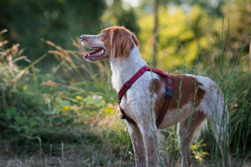 Why Harness Design Matters: Supporting Natural Movement in Dogs
