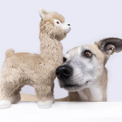 Inca The Alpaca