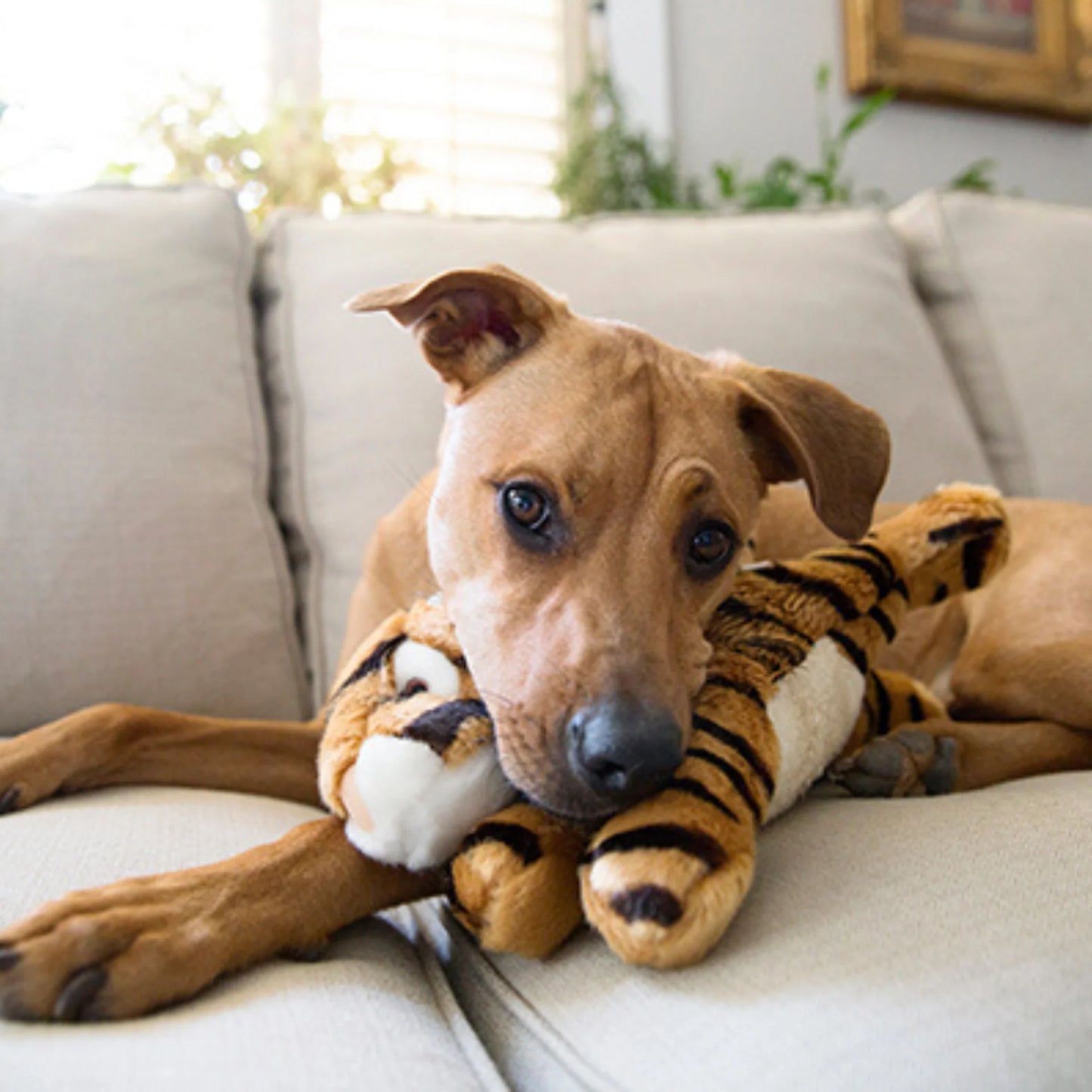 Boomer Tiger