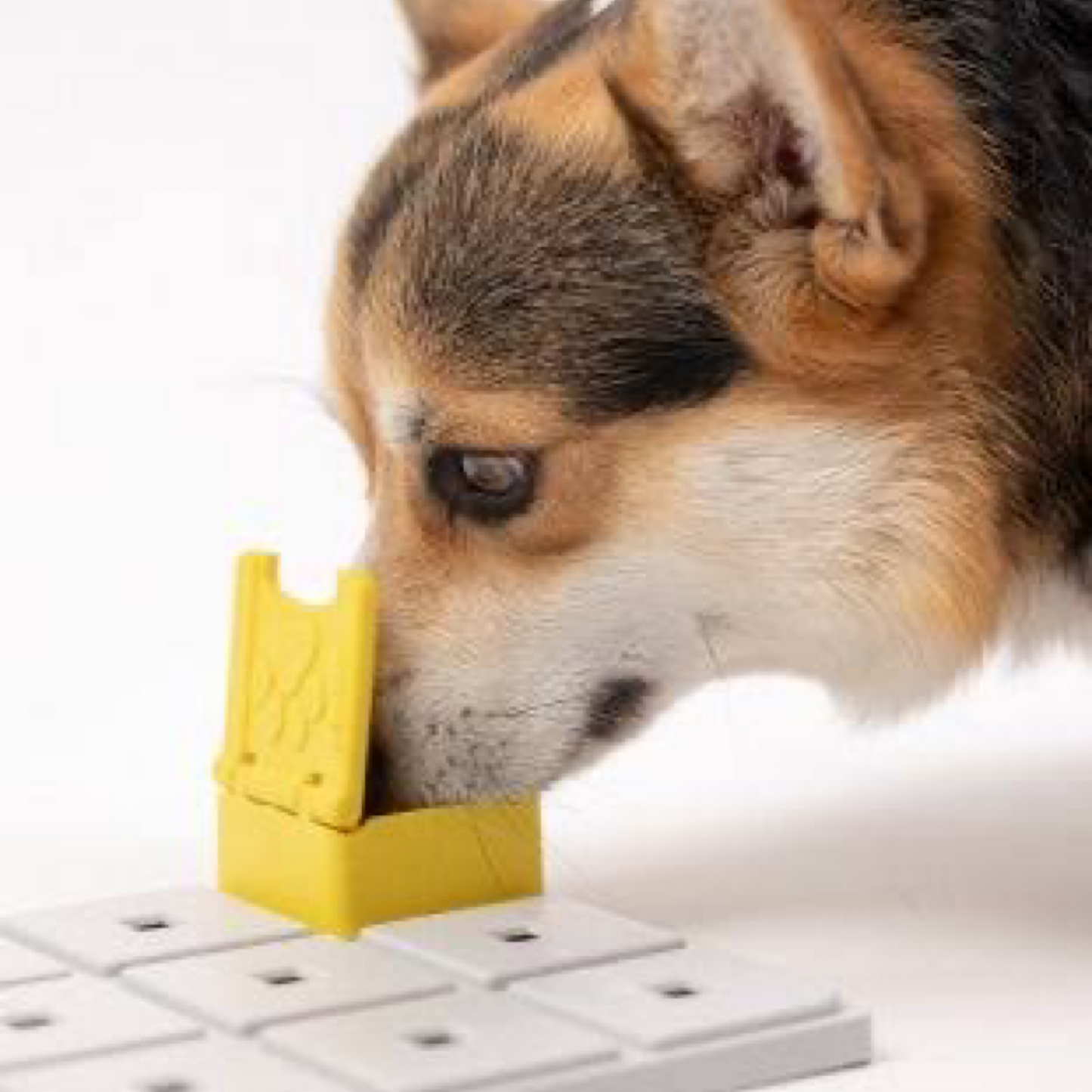 Zoey Pawzle (Level 2)