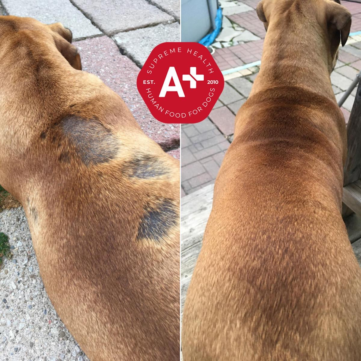 Before and after comparison of a dog's skin condition after being on Augustine Approved SuperBoost