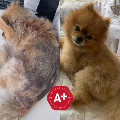 Before and after transformation of a dog with Supreme Health pet food branding.