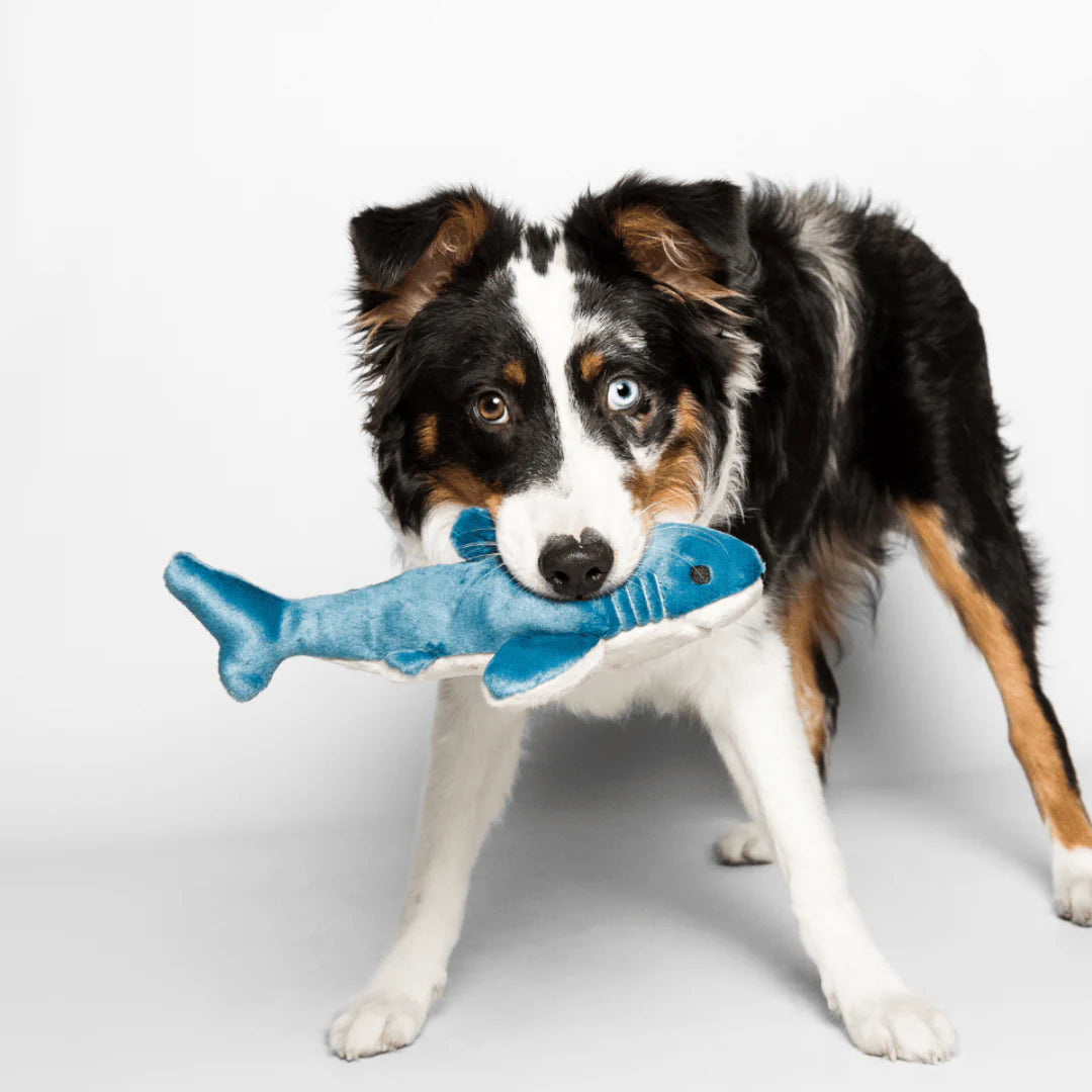 Tank The Shark