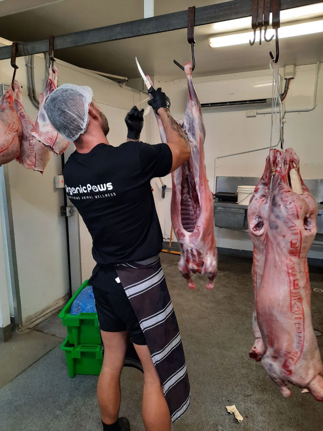 Person handling hanging lamb carcasses in a butchery setting