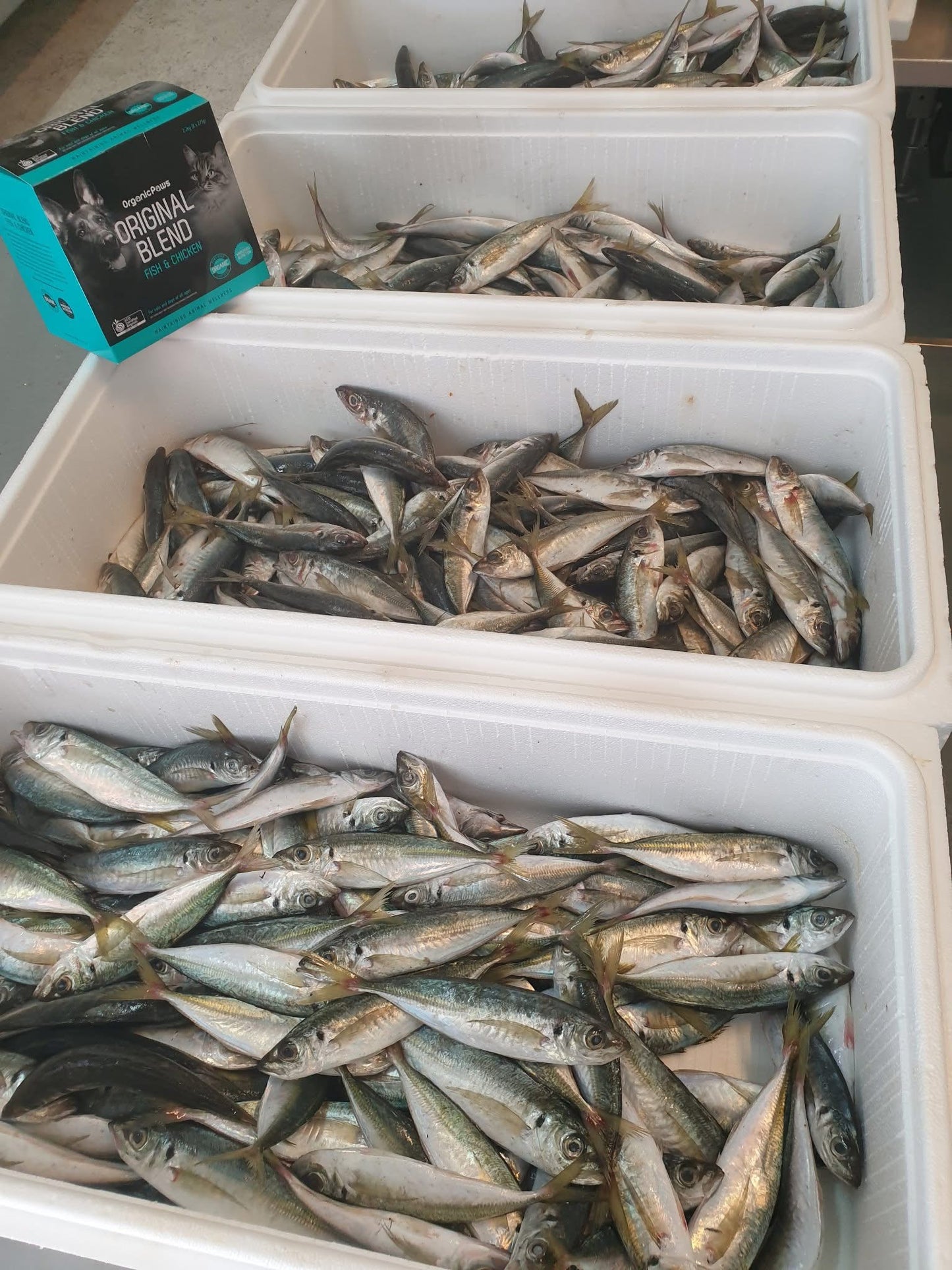 Containers filled with small fish and a box of Original Blend product.