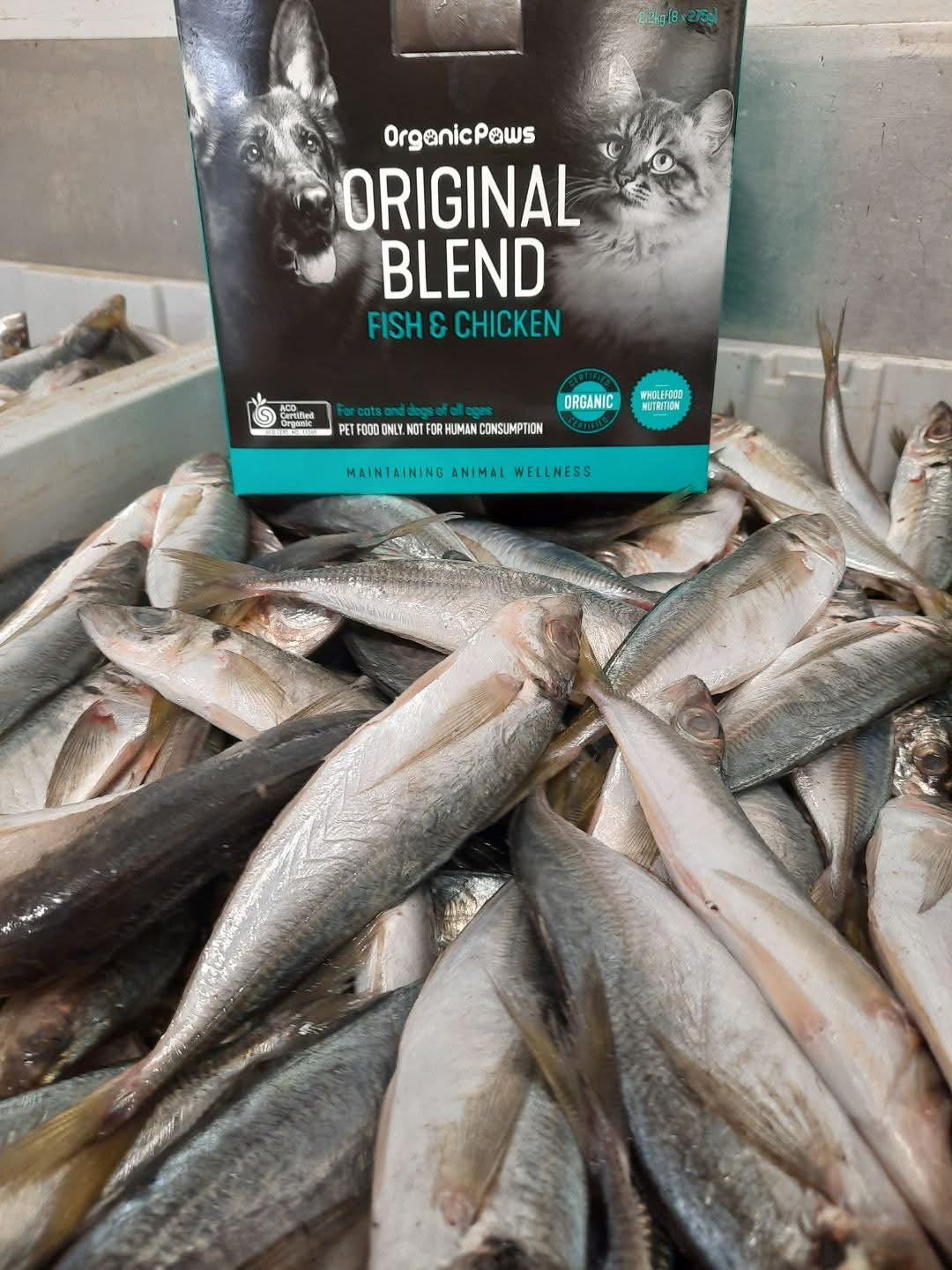Box of Organic Paws Original Blend Fish & Chicken cat food on a pile of fish.