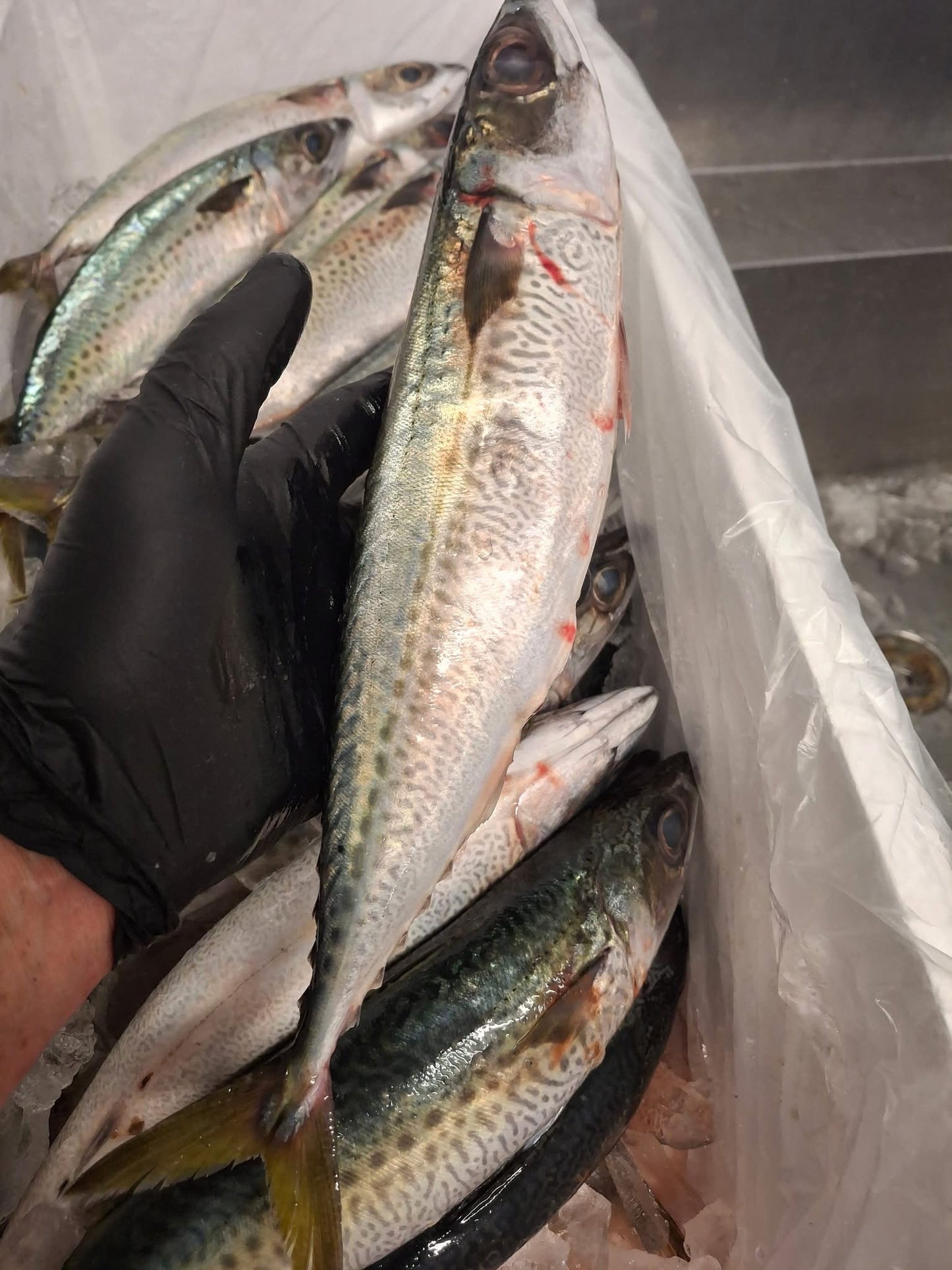 Hand holding a fish over a pile of fish with a plastic bag in the background