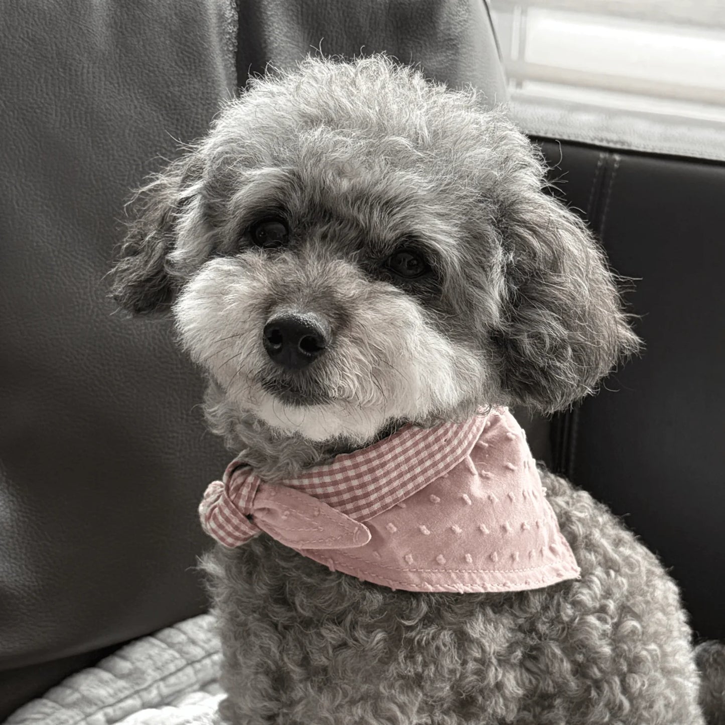 Blush Picnic Reversible Dog Bandana