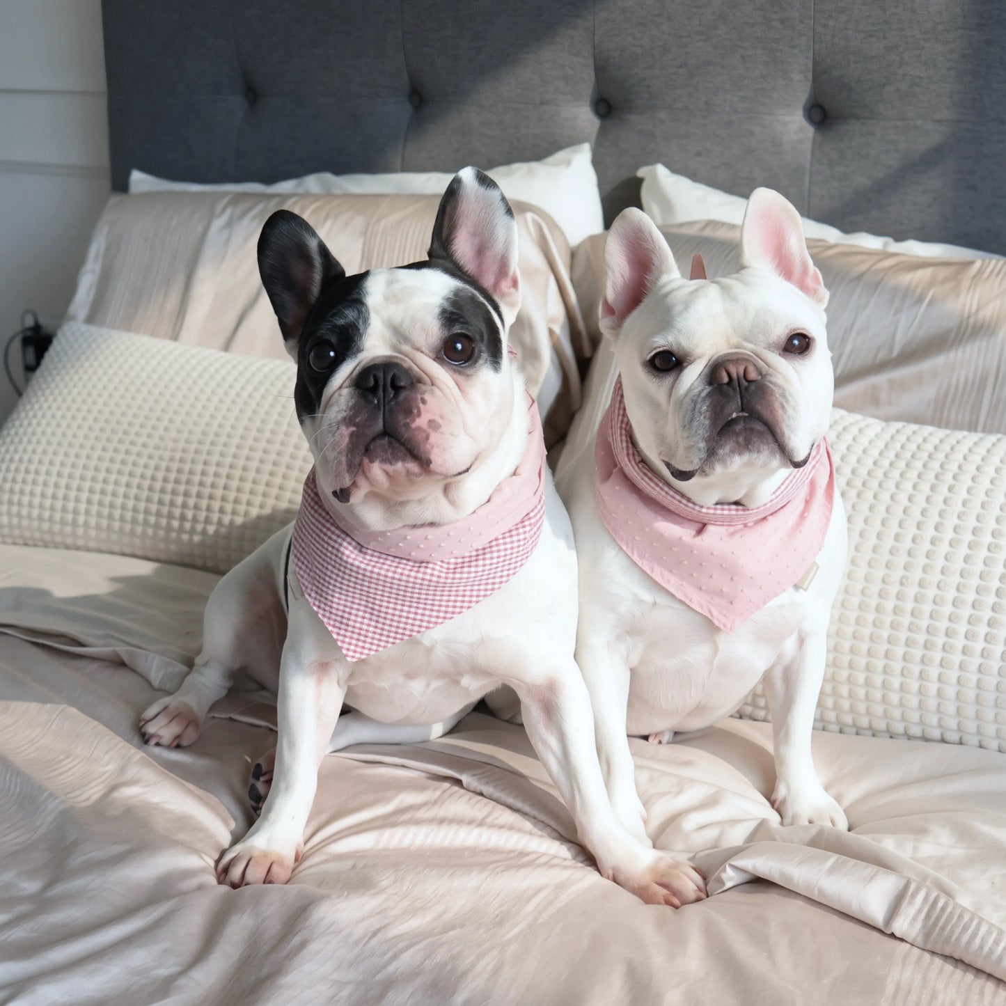 Blush Picnic Reversible Dog Bandana