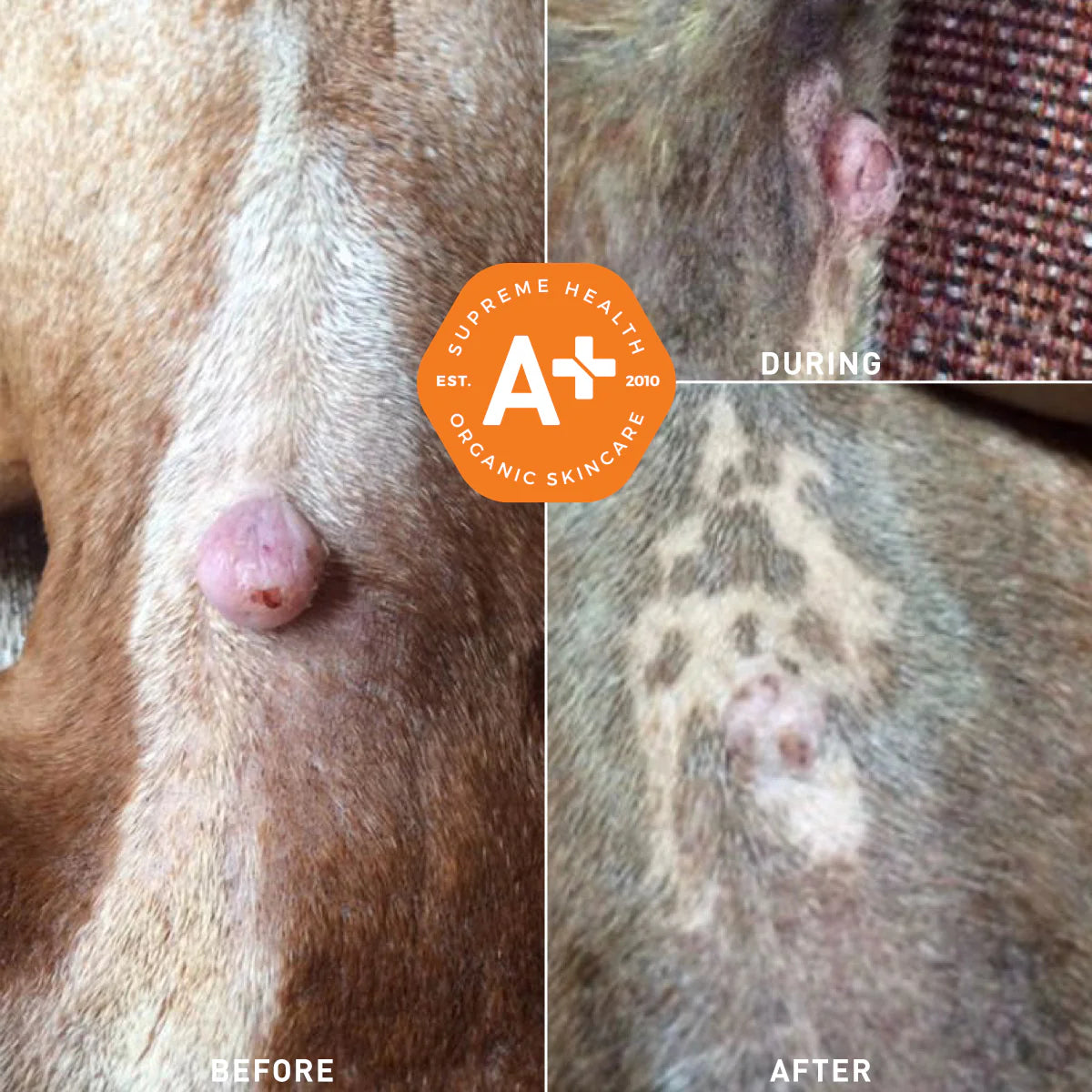 SuperHeal for Dogs & Cats